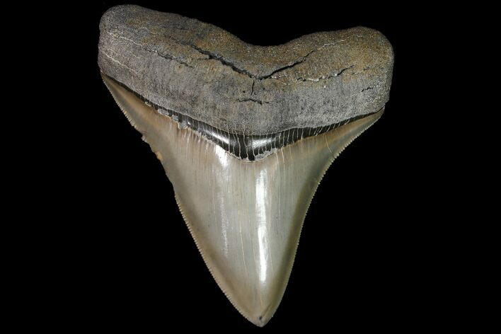 Serrated, Fossil Megalodon Tooth - Collector Quality #92894